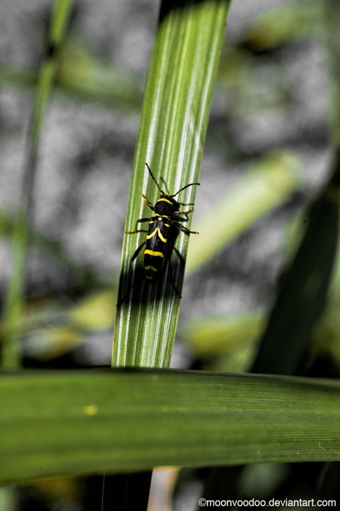Longhorn Wasp Beetle