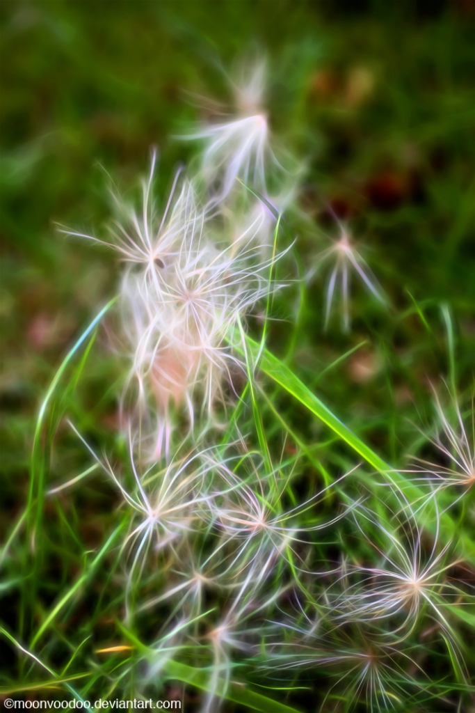Thistle cluster grass