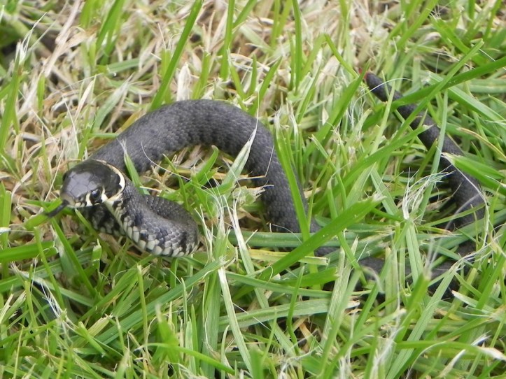 grass snake uk